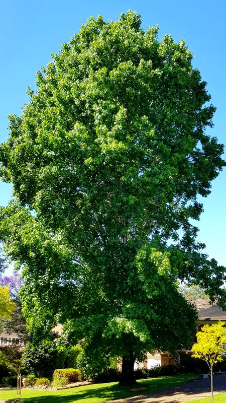 Liquidambar styraciflua: whole tree in front of house