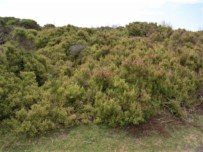 Rhagodia candolleana subsp. candolleana: whole shrub