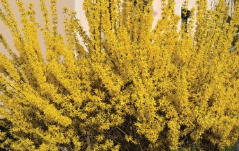 Image of Forsythia x intermedia