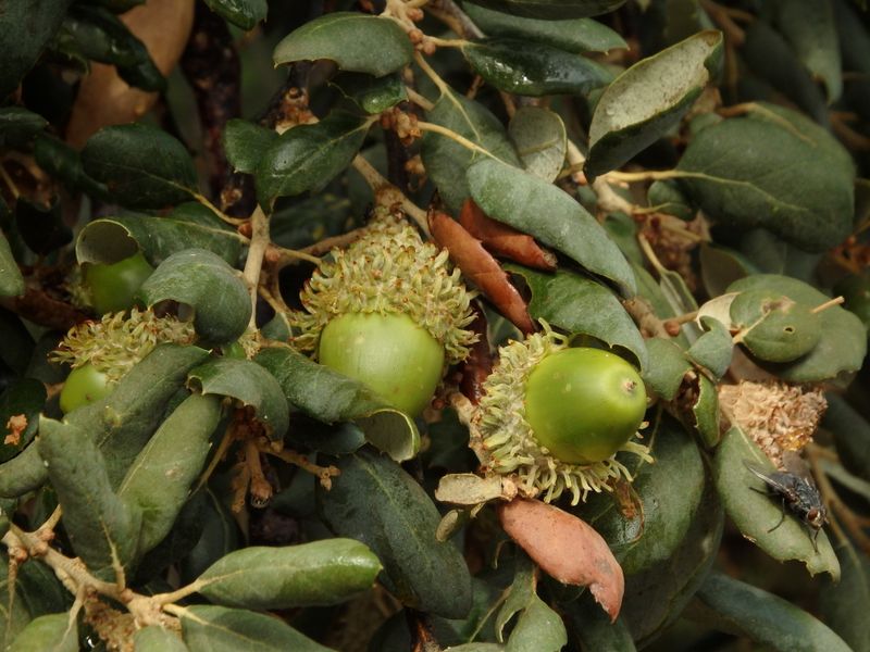 Quercus suber: fruit
