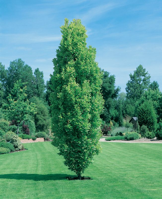 Quercus robur Fastigiata: small tree in garden