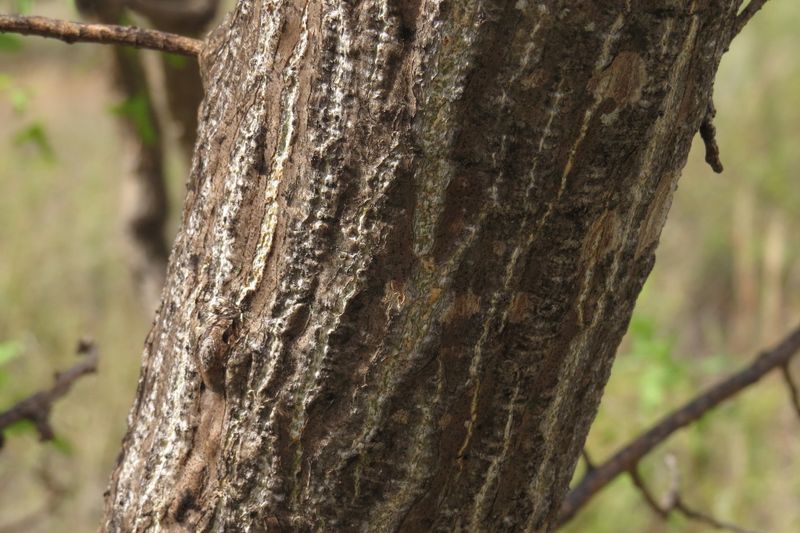Erythrina vespertilio: bark