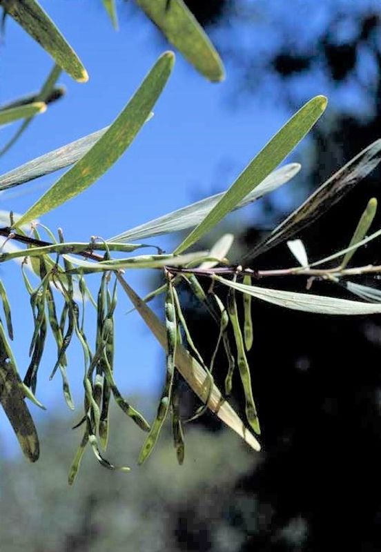 Acacia stricta: fruit