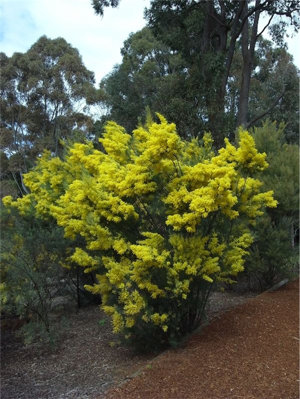 Acacia boormanii: whole plant in flower