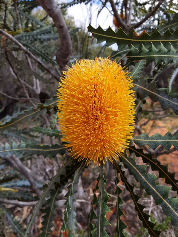 Banksia ashbyi: flower