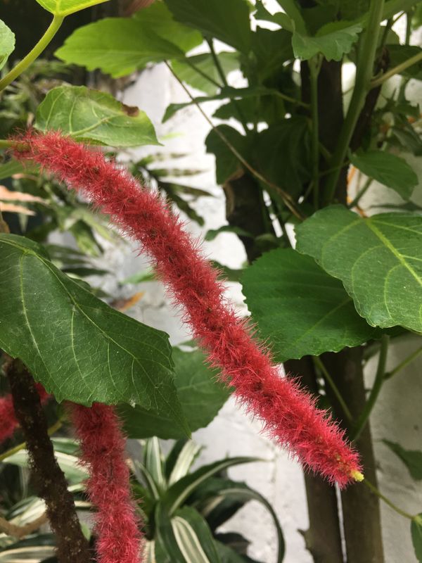 Acalypha hispida: multiple plants with leaf and flower detail growing in garden bed
