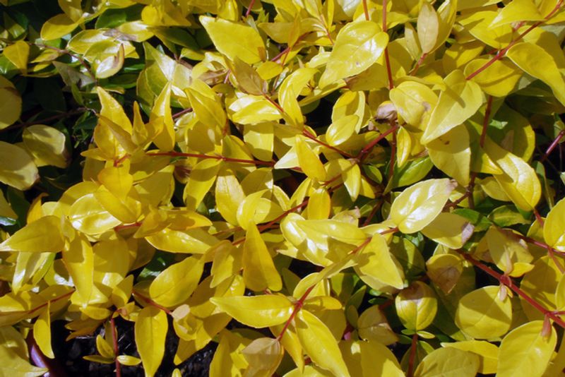 Abelia x grandiflora aurea: close up of new leaf growth