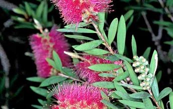 Image of Callistemon citrinus Mauve Mist