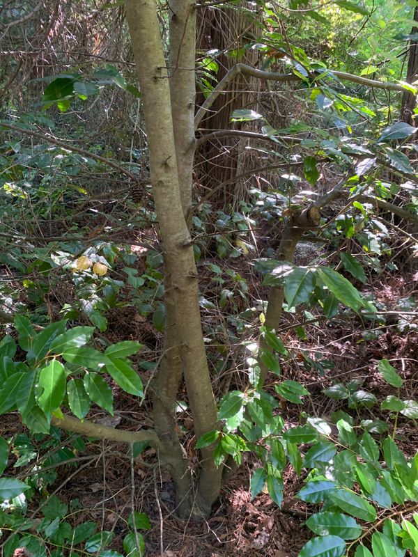 Prunus lusitanica: bark