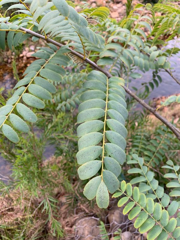 Tipuana tipu: leaves