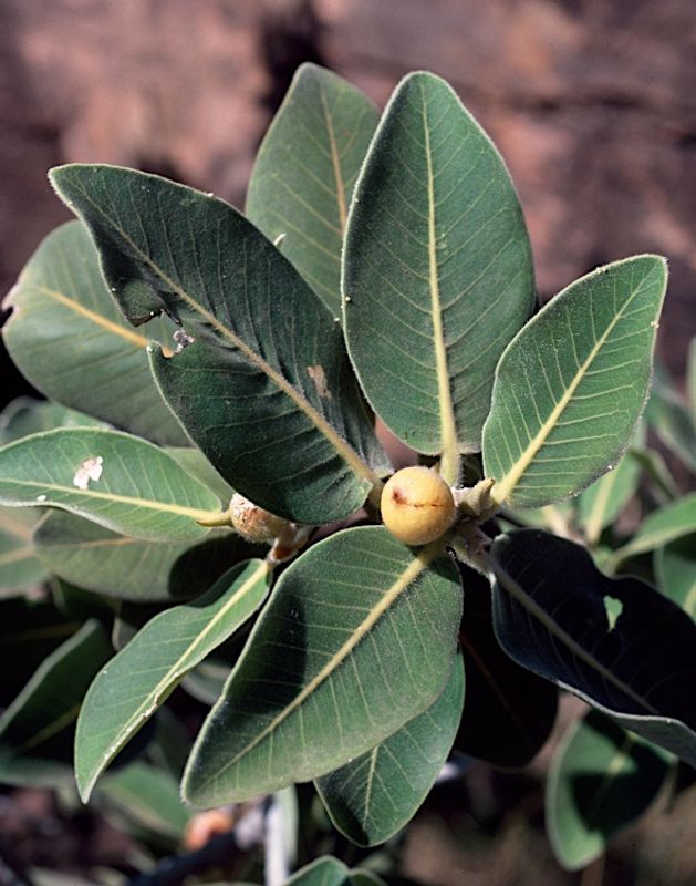 Ficus platypoda: leaves