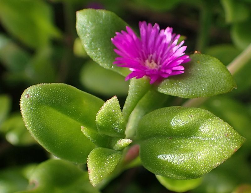 Mesembryanthemum cordifolium: leaves