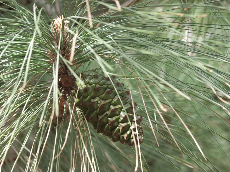 Pinus canariensis: female cones