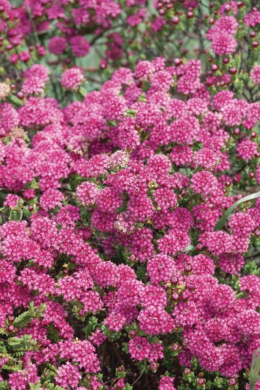 Rotud Pimelea ferruginea | Which Plant Where