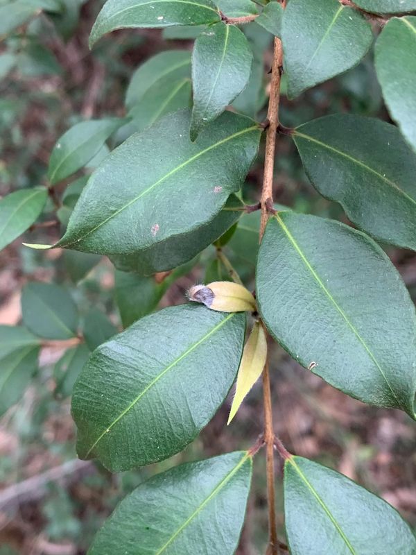 Backhousia myrtifolia: close up of leaves