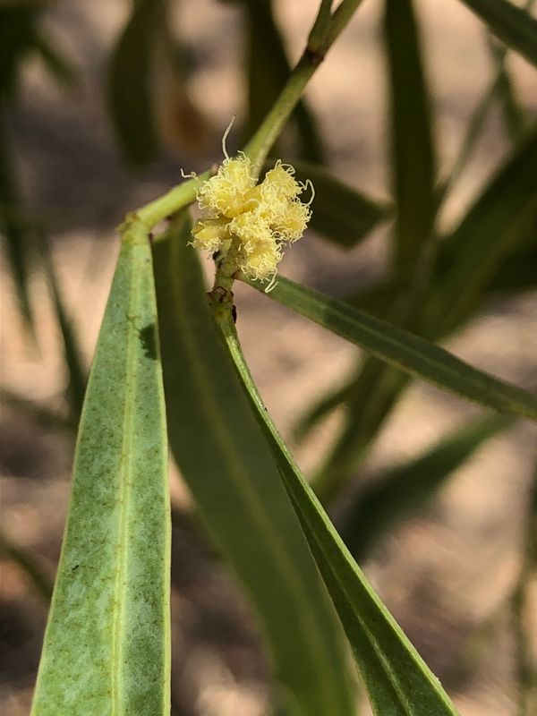 Acacia saligna: flower