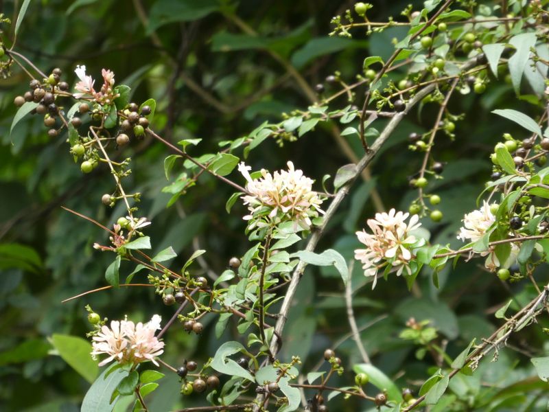 Abelia chinensis: flowers and fruit