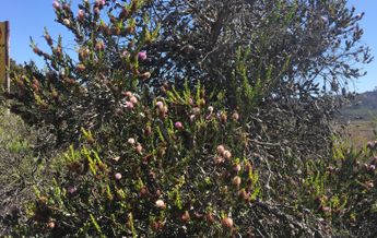 Image of Melaleuca nesophila
