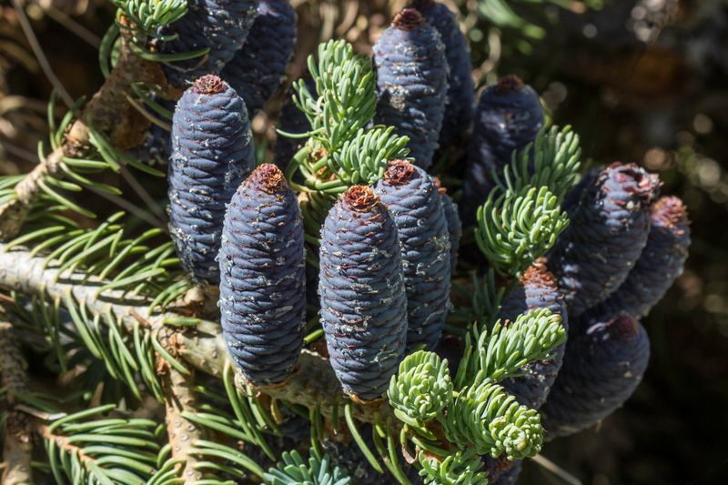 Abies concolor: closeup fruit