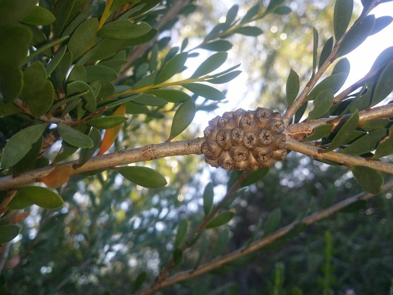 Melaleuca nesophila: fruit