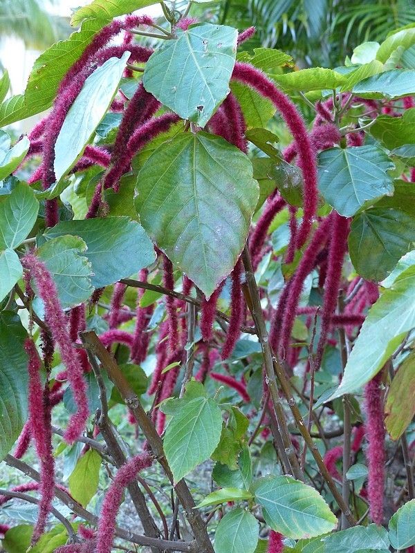 Acalypha hispida: multiple plants with leaf and flower detail growing in garden bed