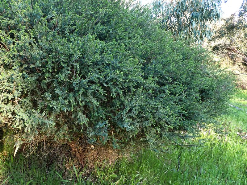 Melaleuca decussata: whole plant