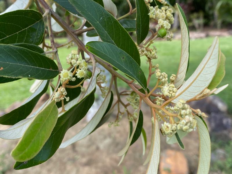 Alphitonia excelsa: close up of leaves and flowers