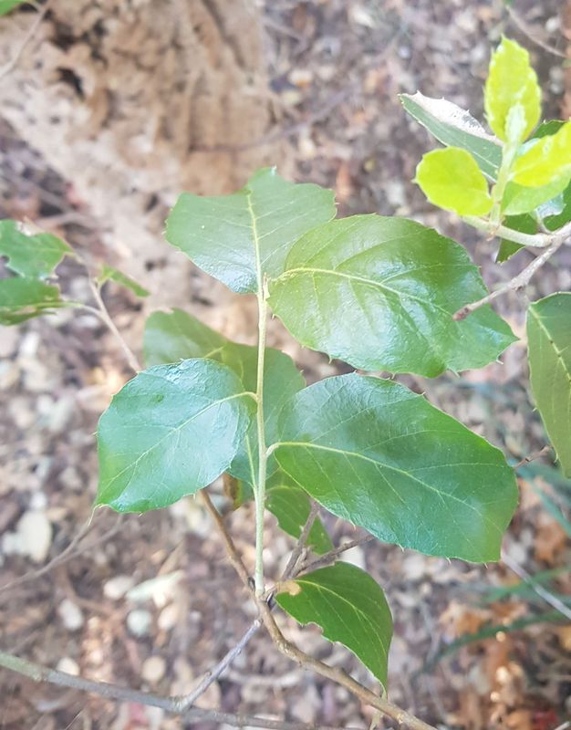 Quercus suber: leaves