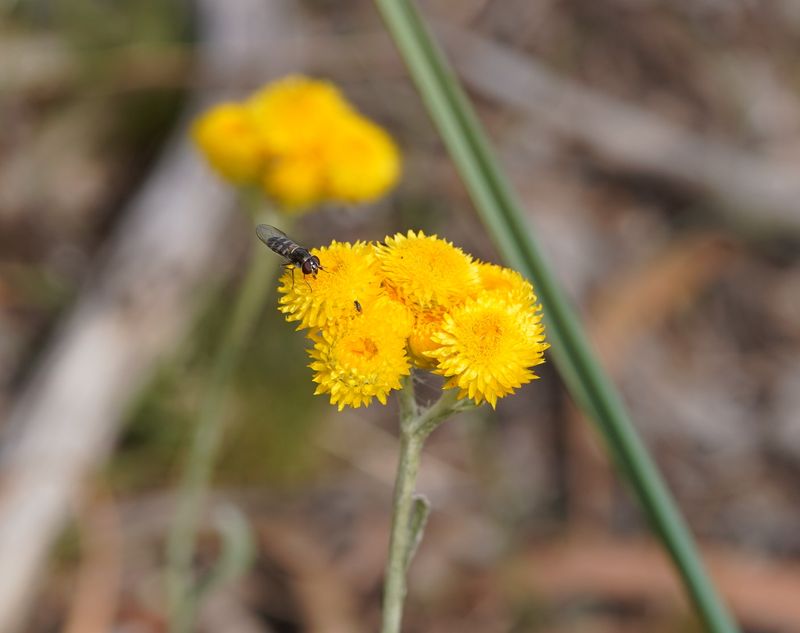 Chrysocephalum apiculatum: closeup flowers