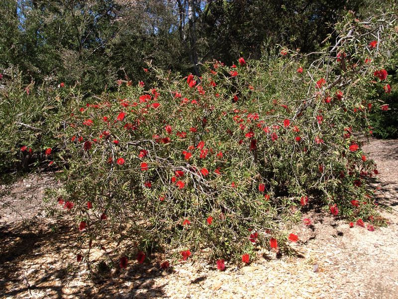 Callistemon citrinus: red form whole plant