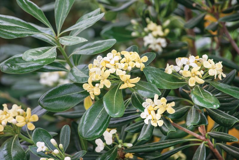 Pittosporum tobira: close up of leaves and flowers