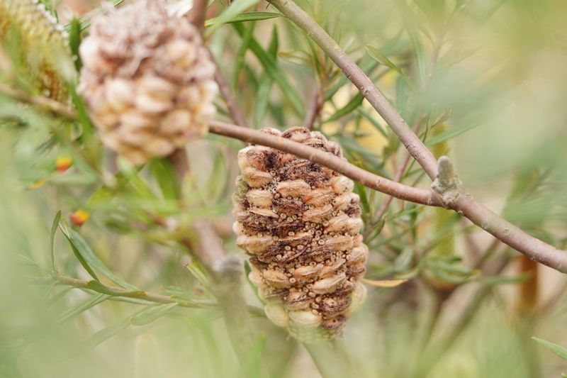 Banksia marginata: seed cone