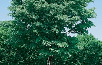 Image of Zelkova serrata