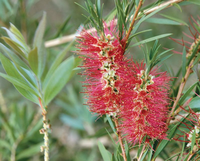 Callistemon citrinus: close up of inflorescences
