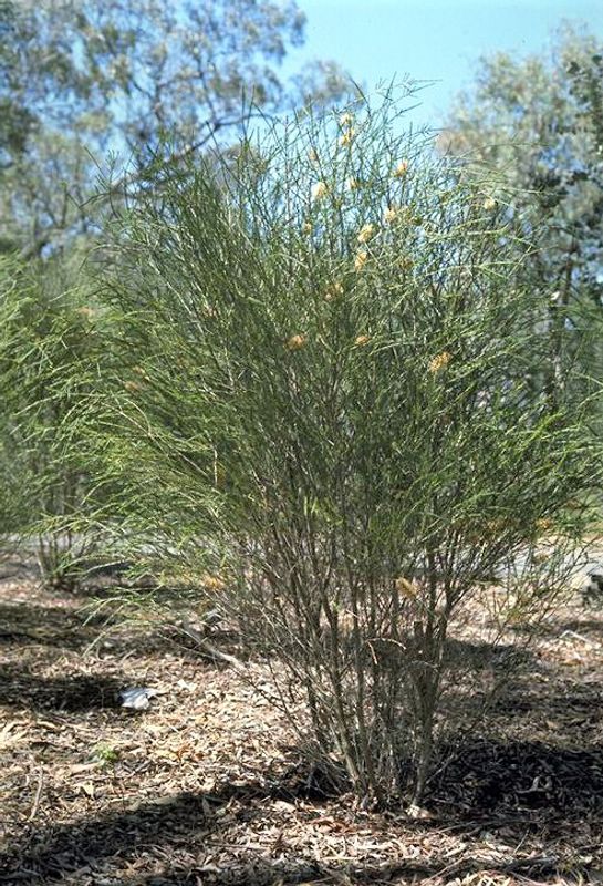 Melaleuca hamulosa: whole plant