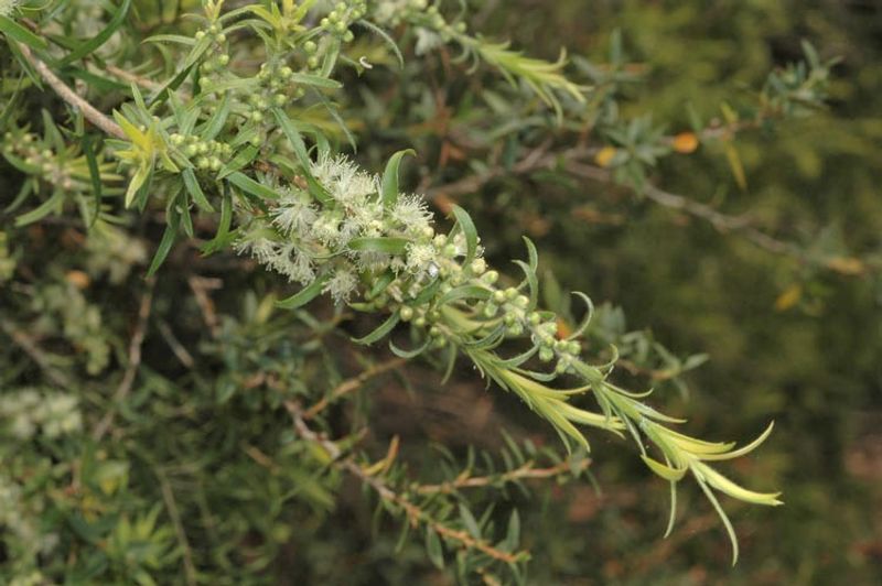Melaleuca bracteata Golden Gem: flowers