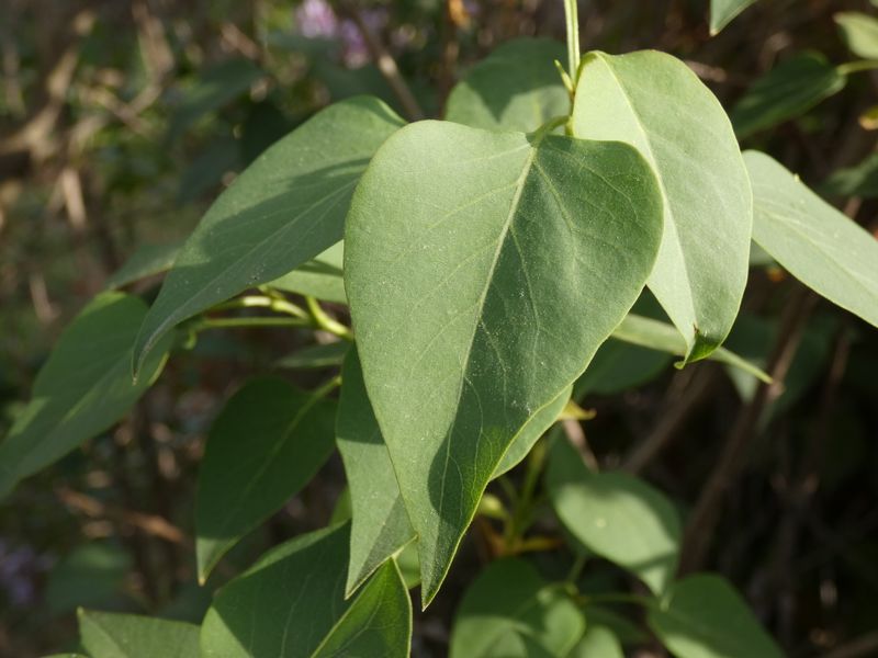 Syringa vulgaris: closeup flowers