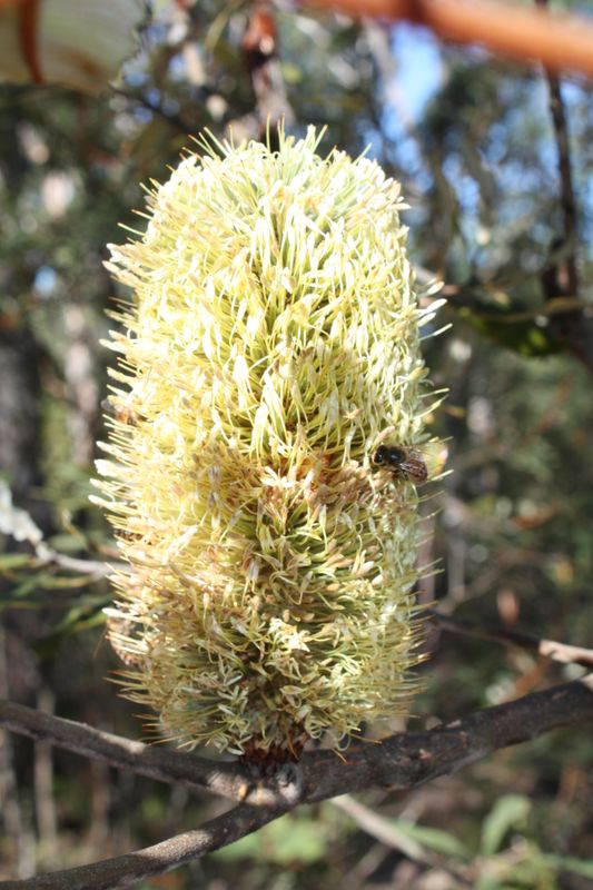 Banksia serrata: open flower