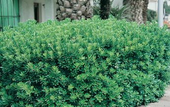 Image of Pittosporum tobira