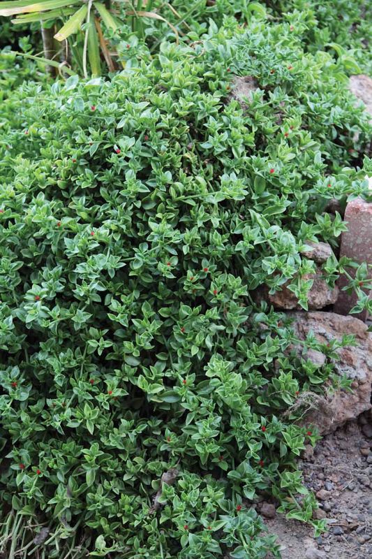 Mesembryanthemum cordifolium: whole plant