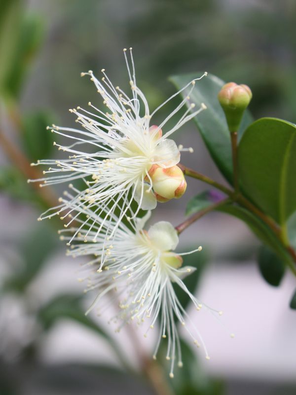 Syzygium australe: close up flower