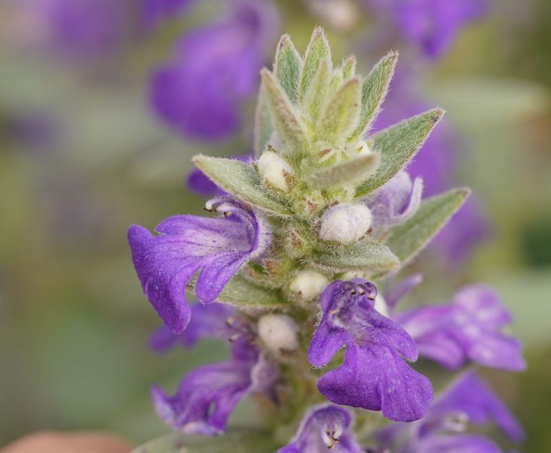 Ajuga australis: close up of flowers