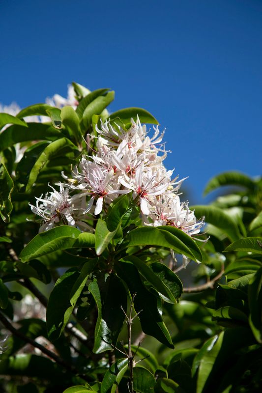 Calodendron capense: semi close up of leaves and flowers