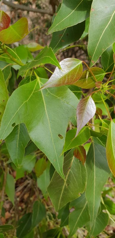 Brachychiton populneus: mature and young leaves showing two different morphologies