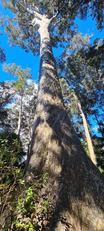 Corymbia maculata: whole plant