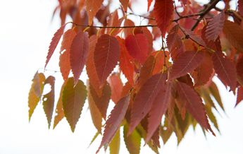 Image of Zelkova serrata Schmidtlow Wireless