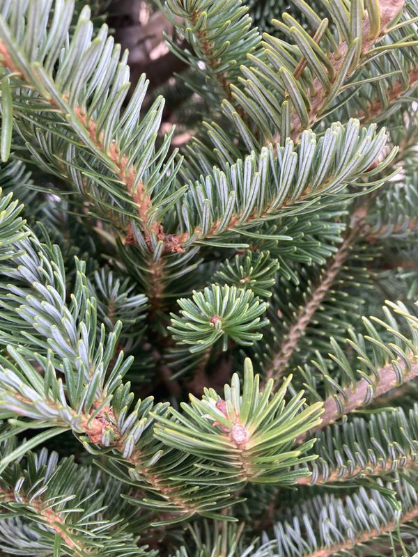 Abies balsamea: close up leaves