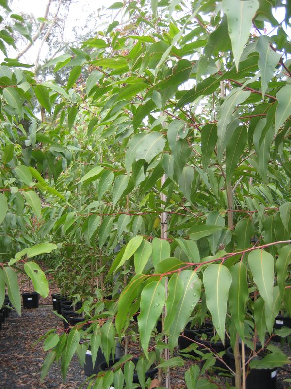 Corymbia maculata: leaves