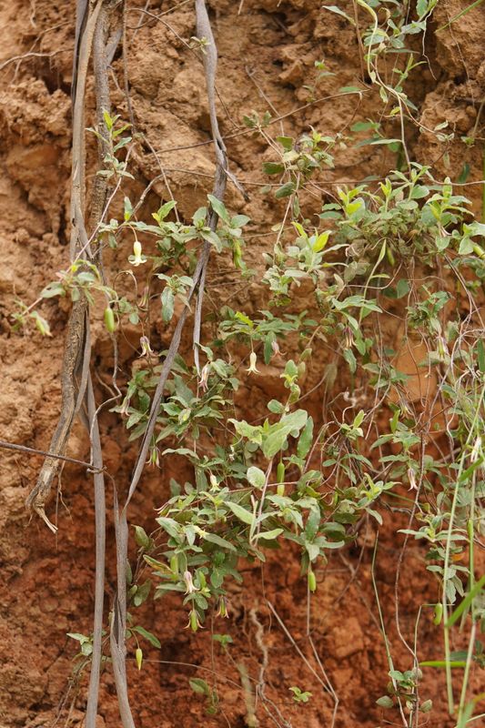 Billardiera scandens: whole plant up earthen bank