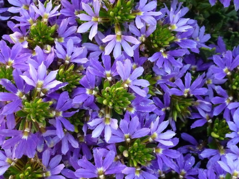 Scaevola aemula Purple Fanfare: close up of flowers